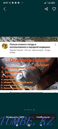 Гнездо осиное лечебное в городе Алматы - изображение 1