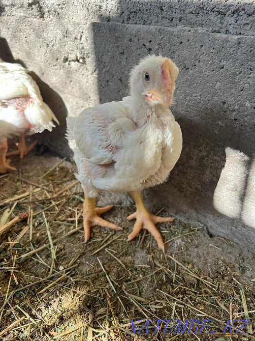 Цыплята бролерные  - изображение 2