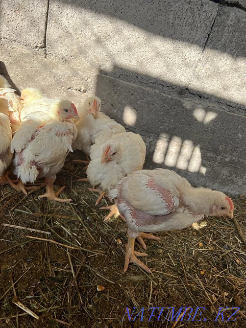 Цыплята бролерные  - изображение 1