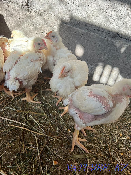 Цыплята бролерные  - изображение 3