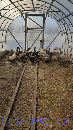 ducks. breed "Adygei" Temirtau - photo 1