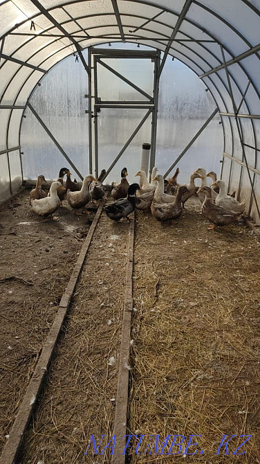 ducks. breed "Adygei" Temirtau - photo 1