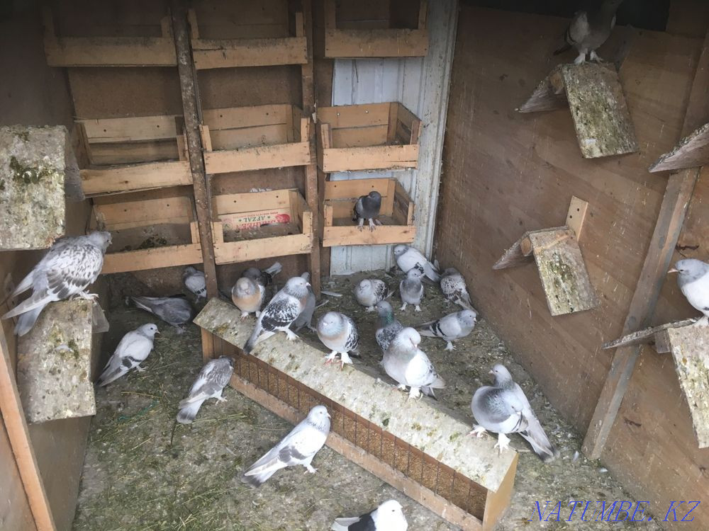 Turkish takla adults and youth Almaty - photo 2