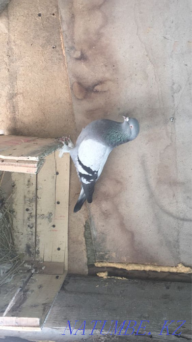 Turkish takla adults and youth Almaty - photo 6