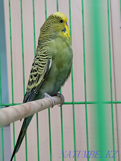 Попугай выставочный Алматы - изображение 3
