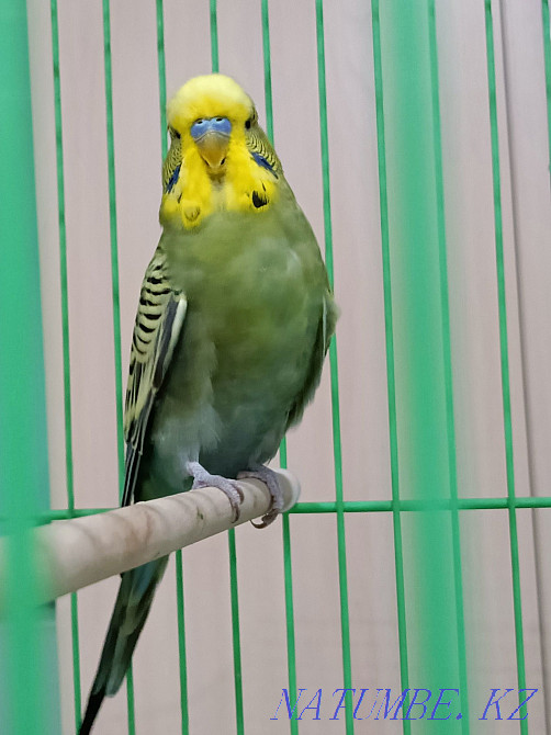 Попугай выставочный Алматы - изображение 2