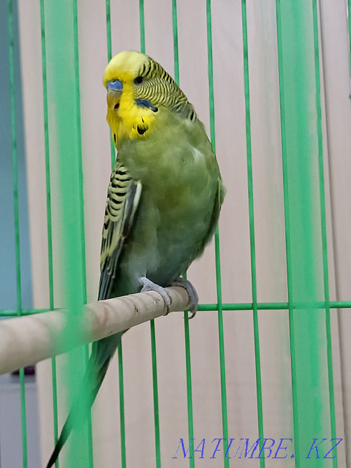 Попугай выставочный Алматы - изображение 1