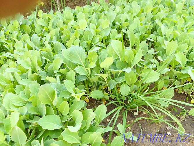 Selling tomato and cabbage seedlings Aqtobe - photo 4