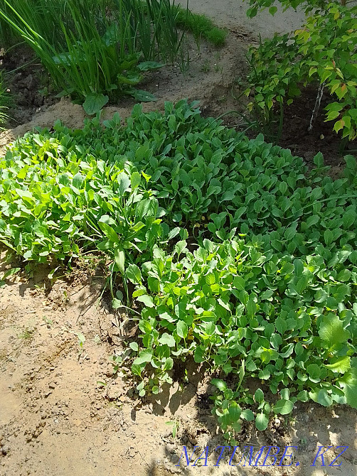 Selling tomato and cabbage seedlings Aqtobe - photo 2