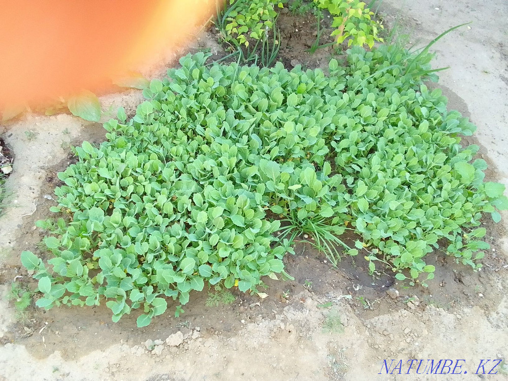 Selling tomato and cabbage seedlings Aqtobe - photo 3