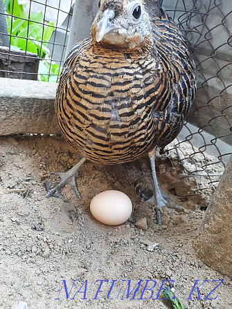 Diamond Pheasant Abay - photo 3