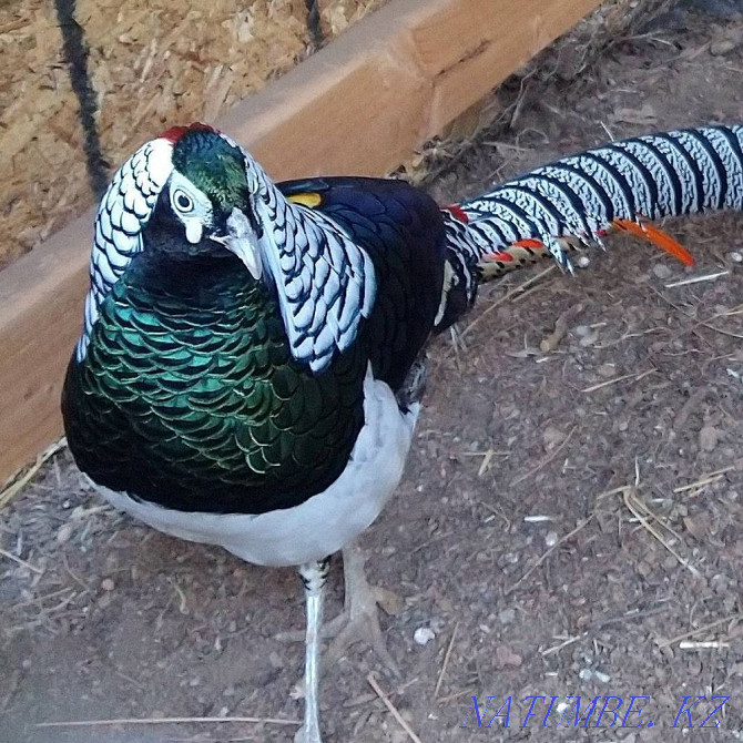 Diamond Pheasant Abay - photo 1