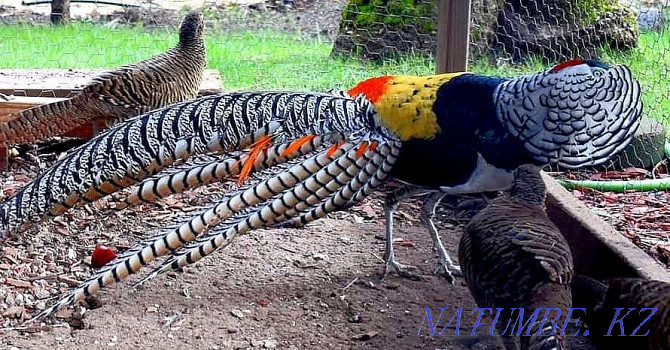 Diamond Pheasant Abay - photo 2