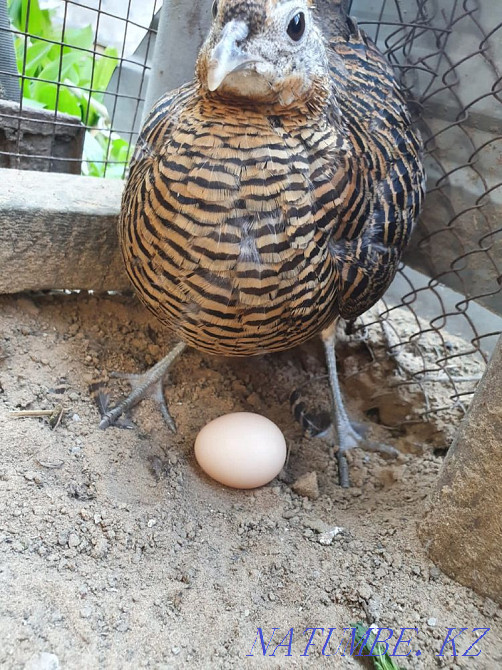 Diamond Pheasant Abay - photo 3