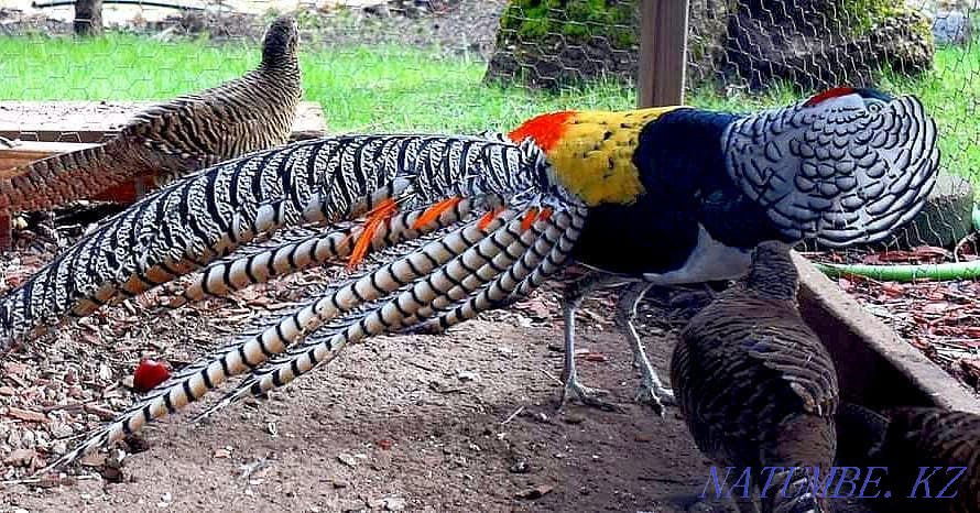Diamond Pheasant Abay - photo 2