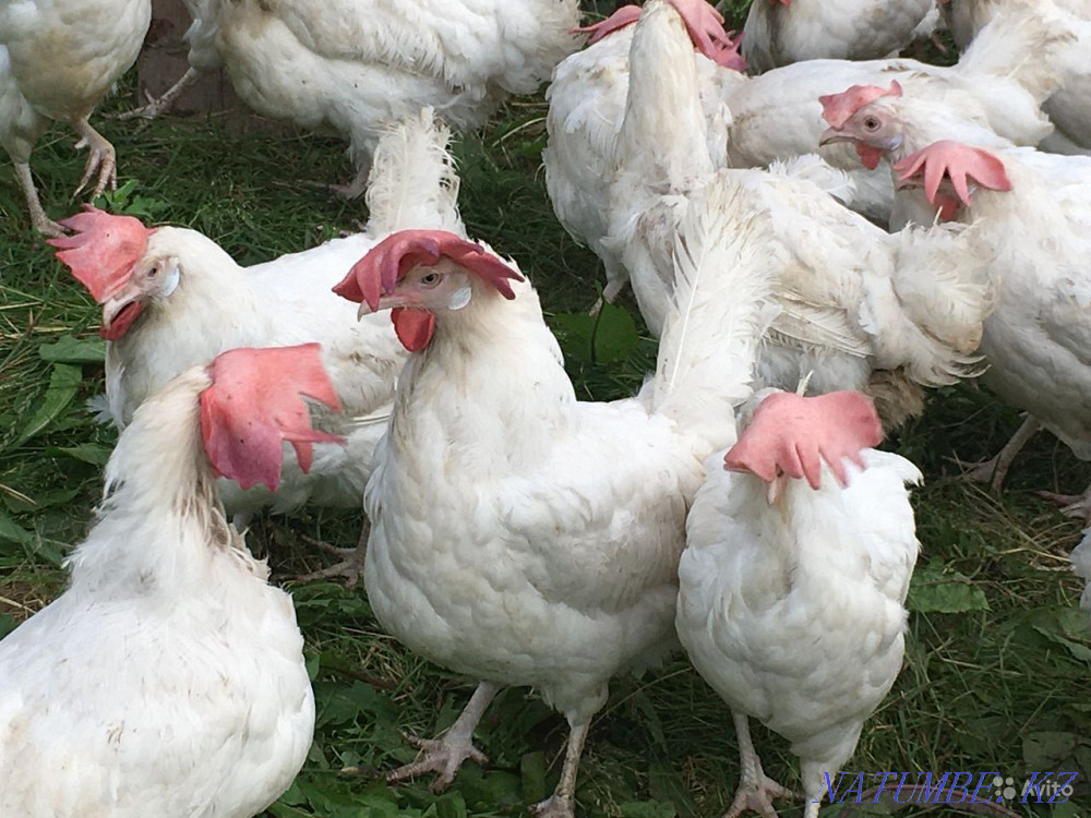 Продам кур несушек Кокшетау - изображение 1