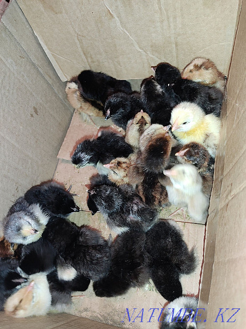 We sell chicken and chickens. Pavlodar - photo 1