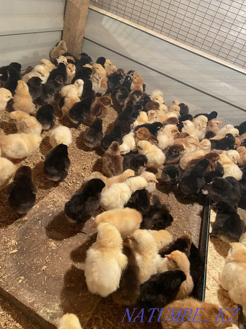 Colored domestic chickens Karagandy - photo 1