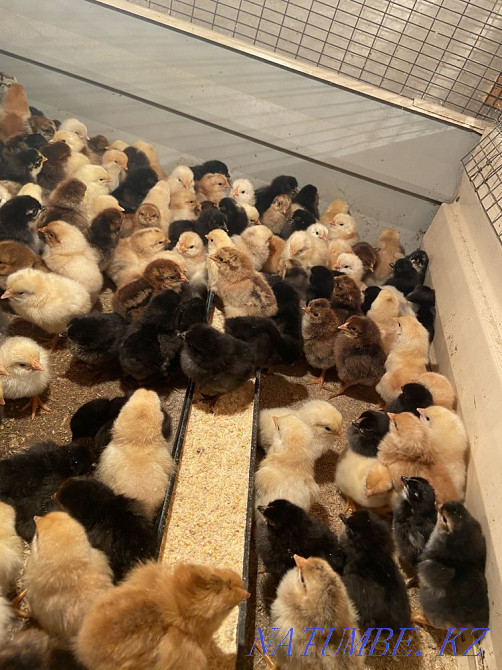 Colored domestic chickens Karagandy - photo 2