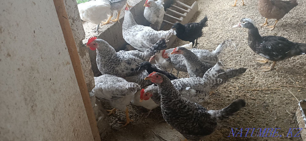 I sell chickens to Barkovskaya Barvista  - photo 1