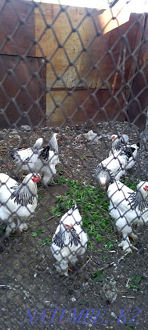 Pure blood brothers  - photo 1