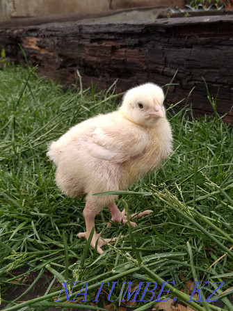 Broilers, domestic chickens, ducklings Petropavlovsk - photo 3