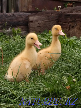 Broilers, domestic chickens, ducklings Petropavlovsk - photo 1