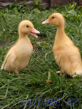 Broilers, domestic chickens, ducklings Petropavlovsk - photo 4