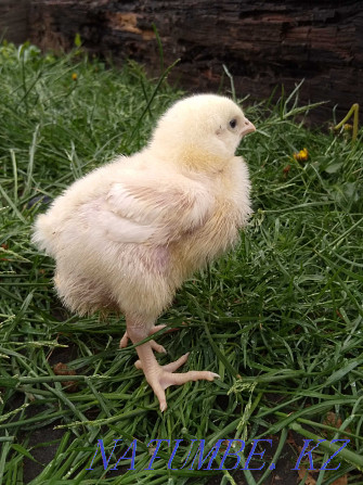 Broilers, domestic chickens, ducklings Petropavlovsk - photo 2