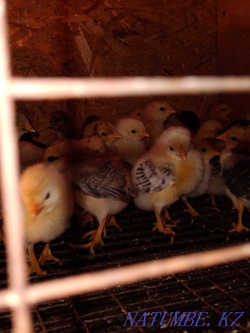 Бройлерлер, үй тауықтары, үйректер  Петропавл - изображение 5