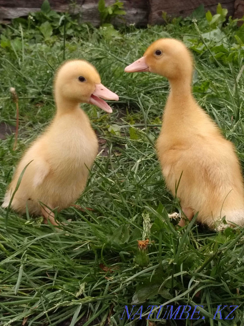 Бройлерлер, үй тауықтары, үйректер  Петропавл - изображение 4