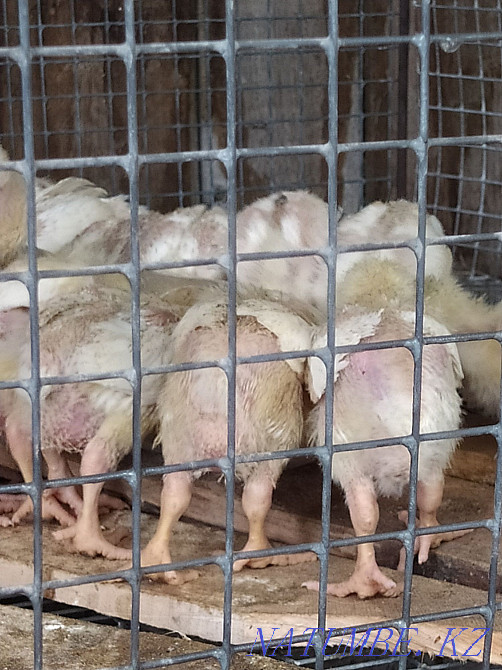 Broilers. Broiler chickens Ташкенсаз - photo 1