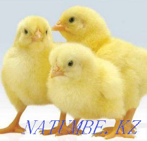 Цыплята бройлер КОББ-500, РОСС 308 Костанай - изображение 2