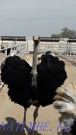 African ostriches Almaty - photo 1