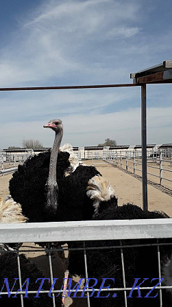 African ostriches Almaty - photo 2