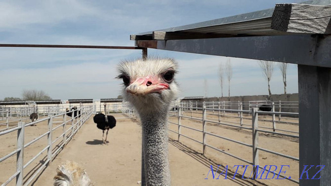 African ostriches Almaty - photo 3