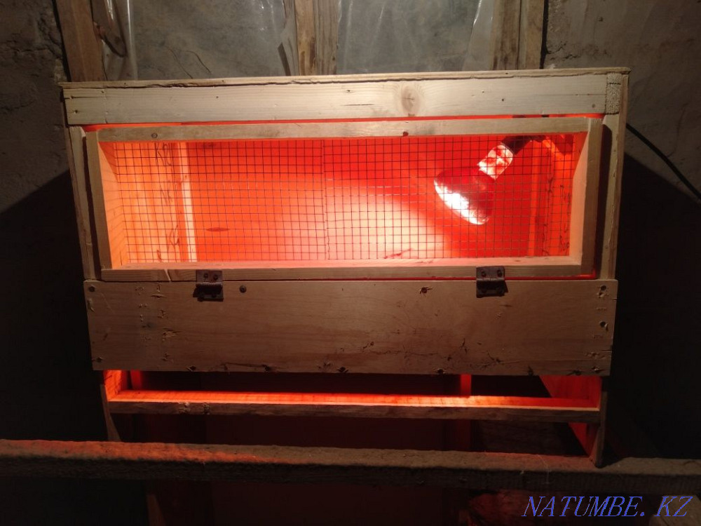 Брудер для цеплят Аксай - изображение 1