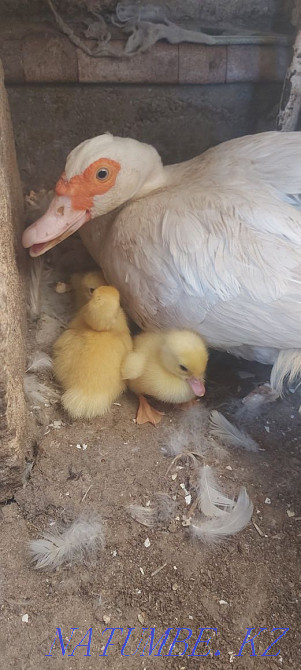 Индаут Сатылады  Ақтау  - изображение 2