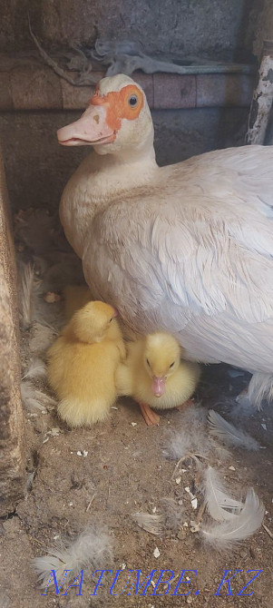 Индаут Сатылады  Ақтау  - изображение 1