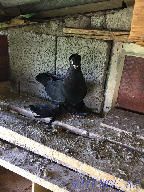 dove bug Аксукент - photo 1