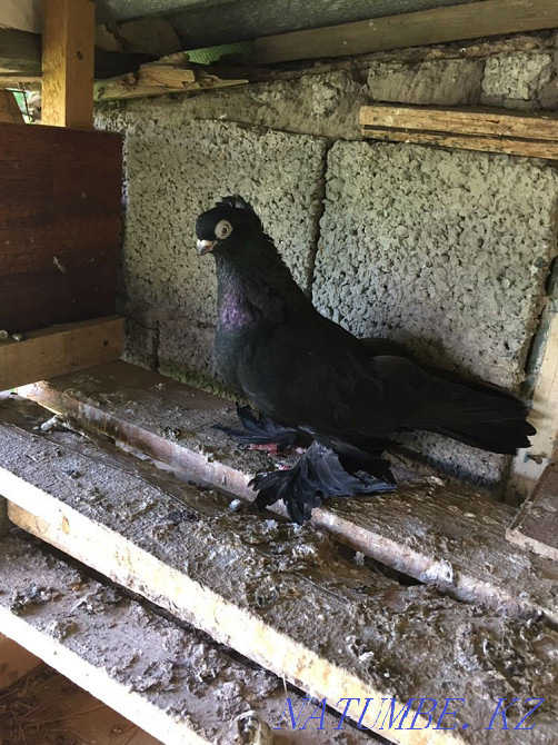 dove bug Аксукент - photo 5