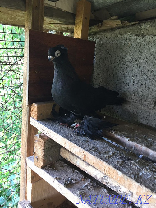 dove bug Аксукент - photo 6