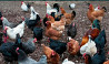 Куры домашние разного цвета курицы курица курей Kostanay