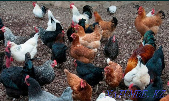 Domestic chickens of different colors hen hen chicken Kostanay - photo 1