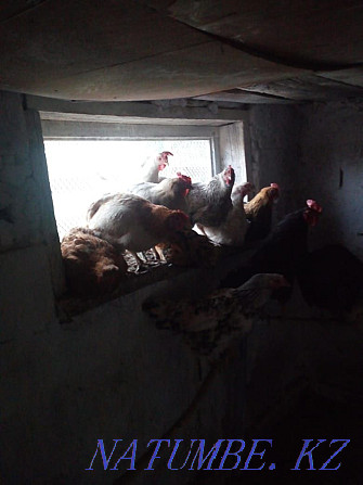 Sell domestic chickens Semey - photo 2