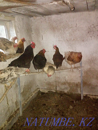 Sell domestic chickens Semey - photo 1