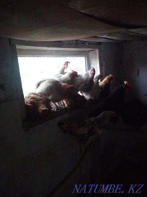 Продам домашних куриц Семей - изображение 2