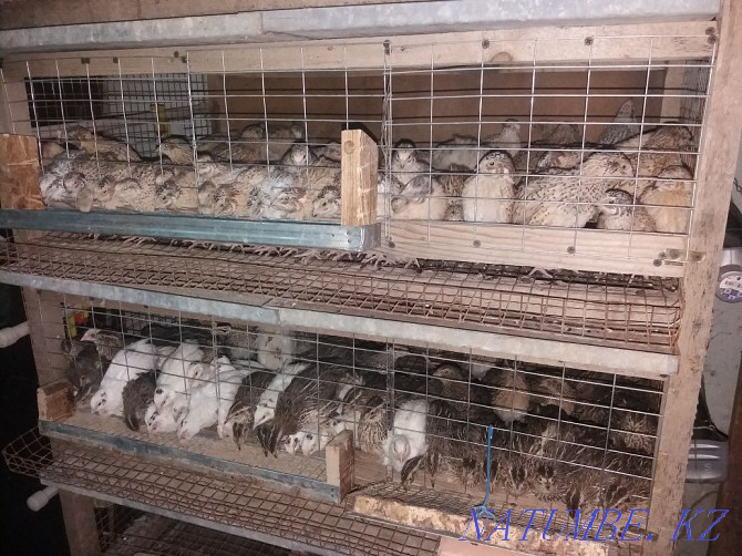 Quail sold in bulk until tonight Shymkent - photo 1