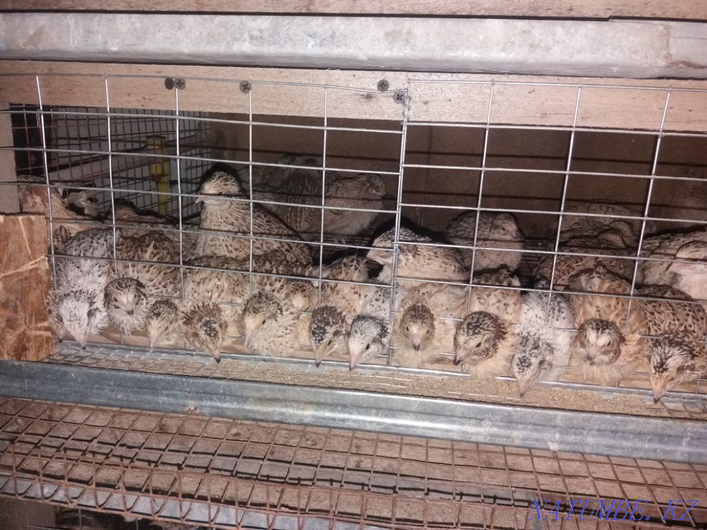 Бөдене бүгін кешке дейін жаппай сатылды Шымкент - изображение 4