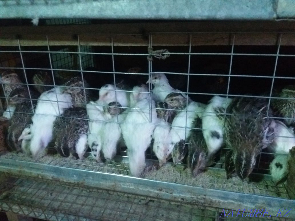 Бөдене бүгін кешке дейін жаппай сатылды Шымкент - изображение 2